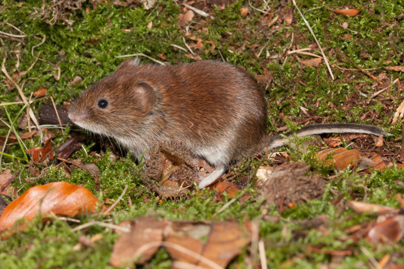 Rosse woelmuis Wesley Overman